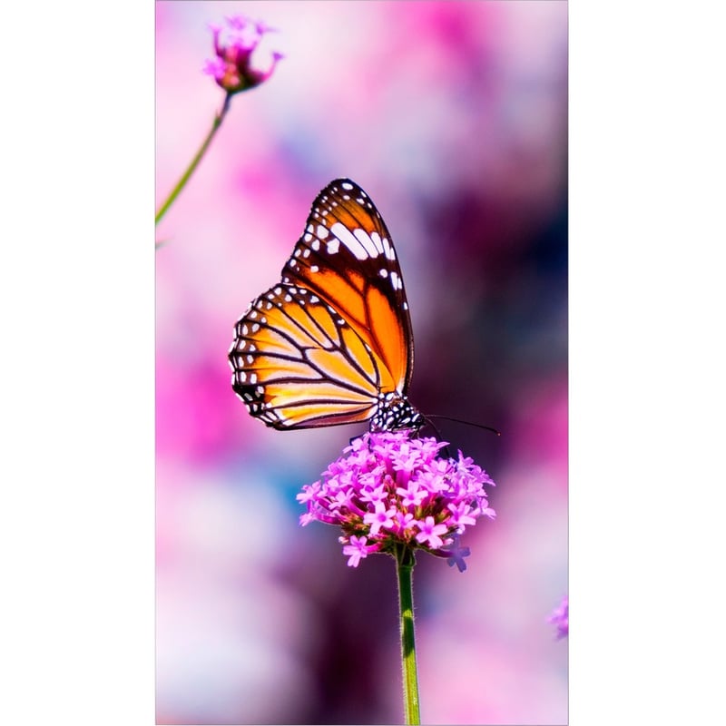 NEC Display 55" LED Backlit 0.88mm Ultra-Narrow Bezel 2x2 Video Wall Bundle - Thumbnail 4